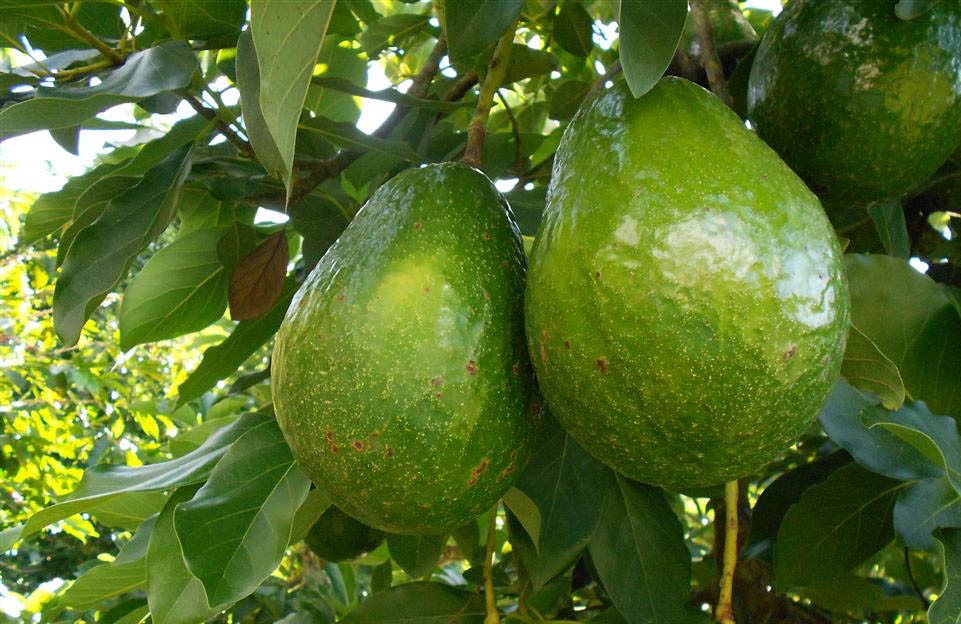 Abacate fruta: 40 benefícios, informação nutricional e malefícios