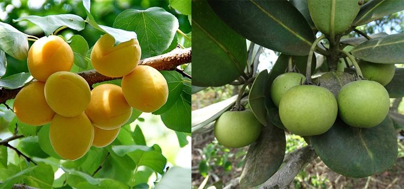 Abricó fruta: 20 benefícios, informação nutricional e malefícios