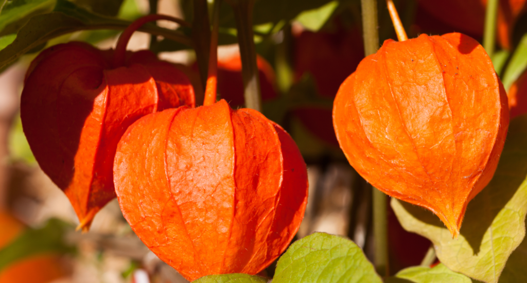 Ashwagandha é bom para quê? para que serve, benefícios e malefícios