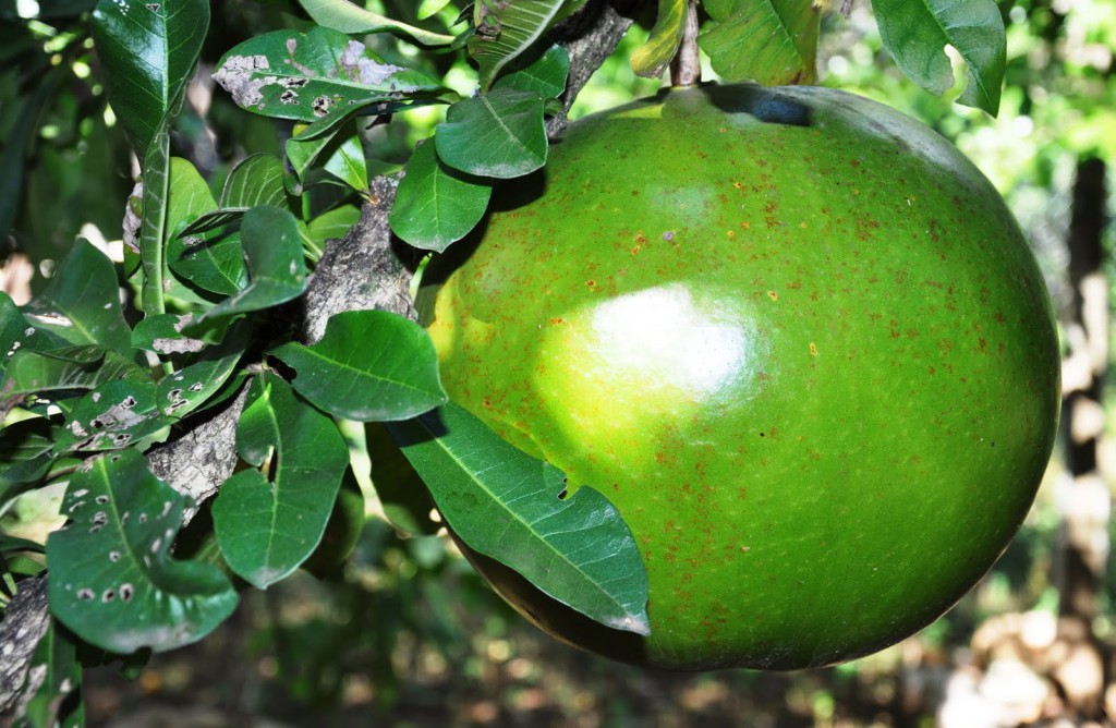 Cabaça fruta: 20 benefícios, informação nutricional e Malefícios