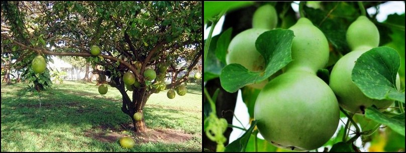 Cabaça fruta: 20 benefícios, informação nutricional e Malefícios
