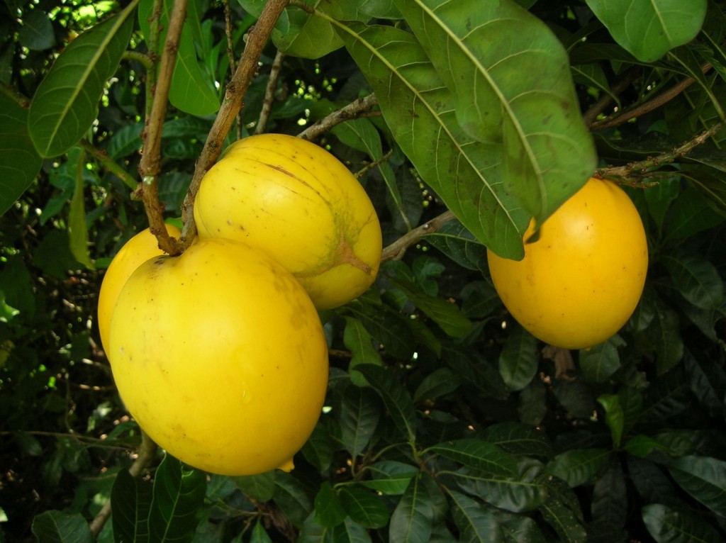 Suco de Abiu é bom para quê? como fazer e para que serve