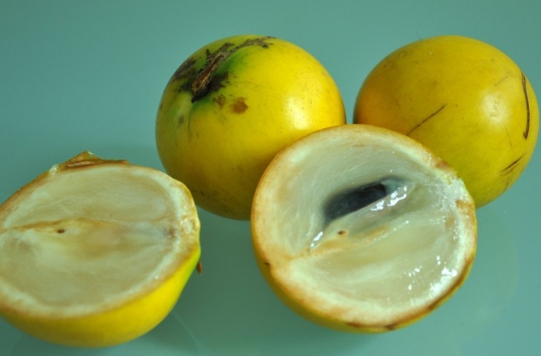 Abiu fruta: 42 benefícios, informação nutricional e malefícios