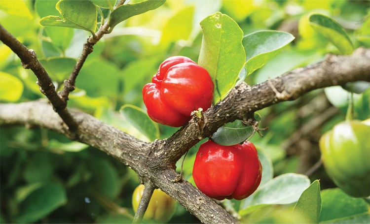 Acerola fruta: 40 benefícios, informação nutricional e malefícios