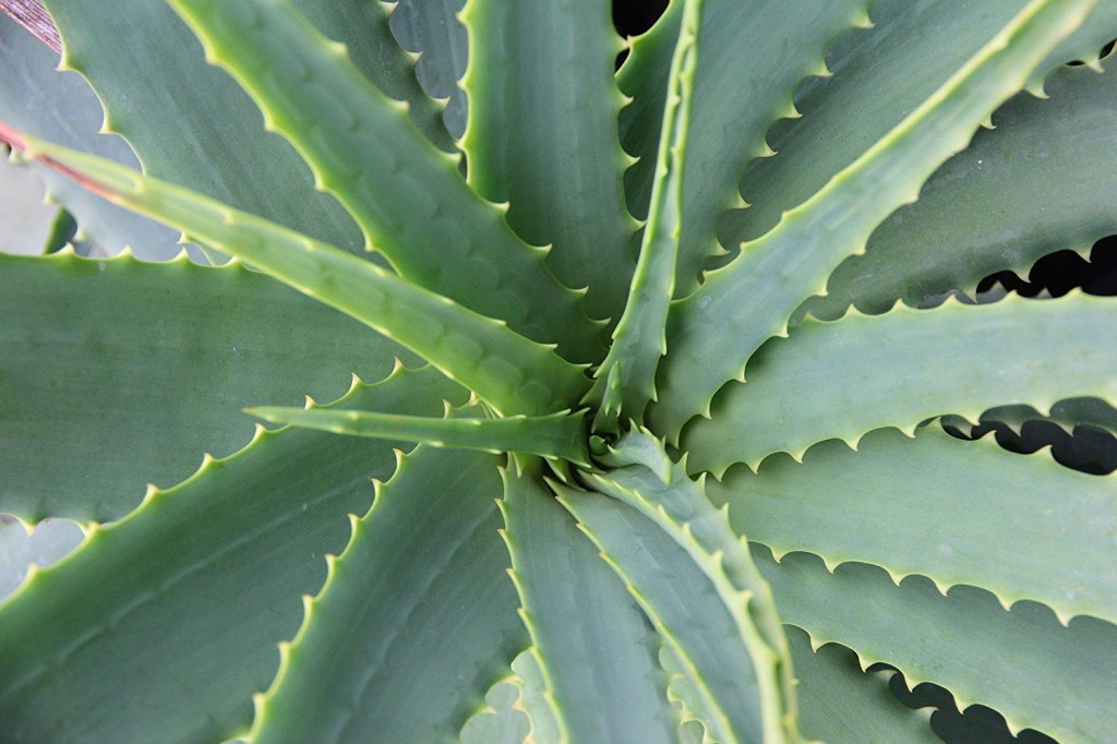 Aloe Vera: 40 benefícios, informação nutricional e malefícios