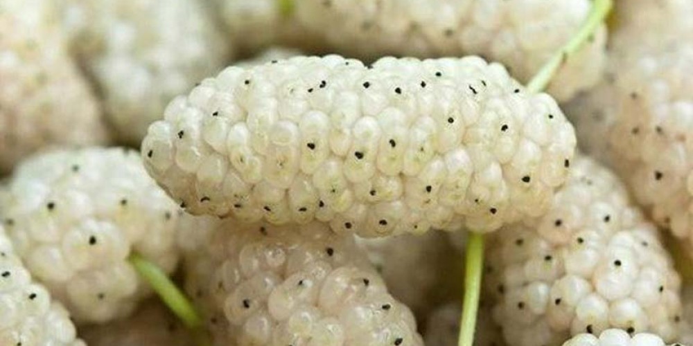 Amora Branca fruta: 40 benefícios e informação nutricional