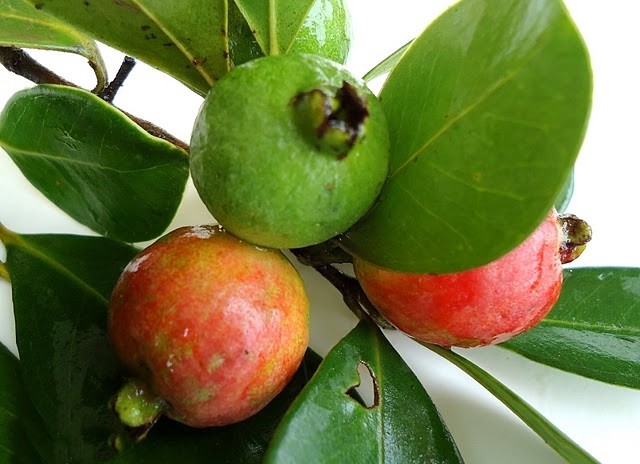Araçá fruta: 20 benefícios, informação nutricional e malefícios