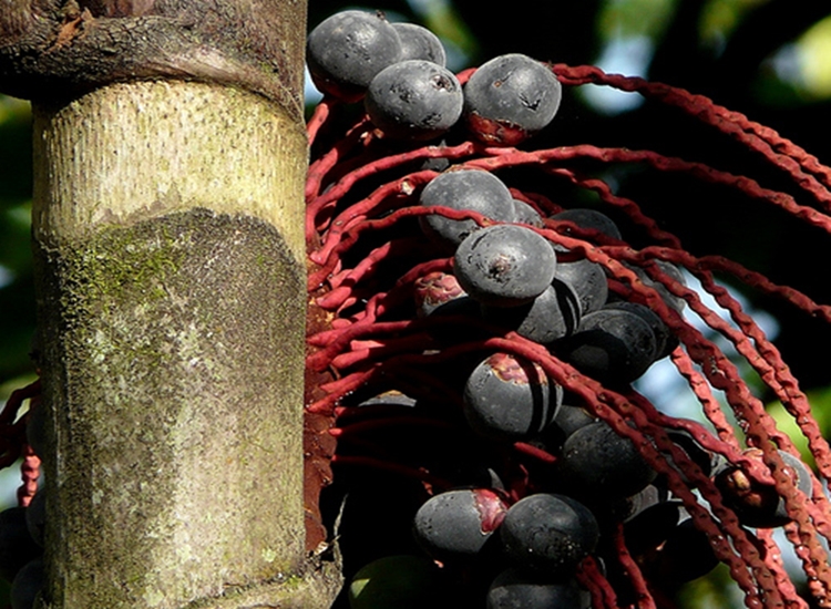 Suco de Bacaba é bom para quê? como fazer e para que serve