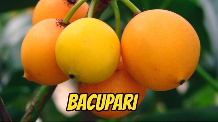 Bacupari fruta: 32 benefícios, informação nutricional e malefícios