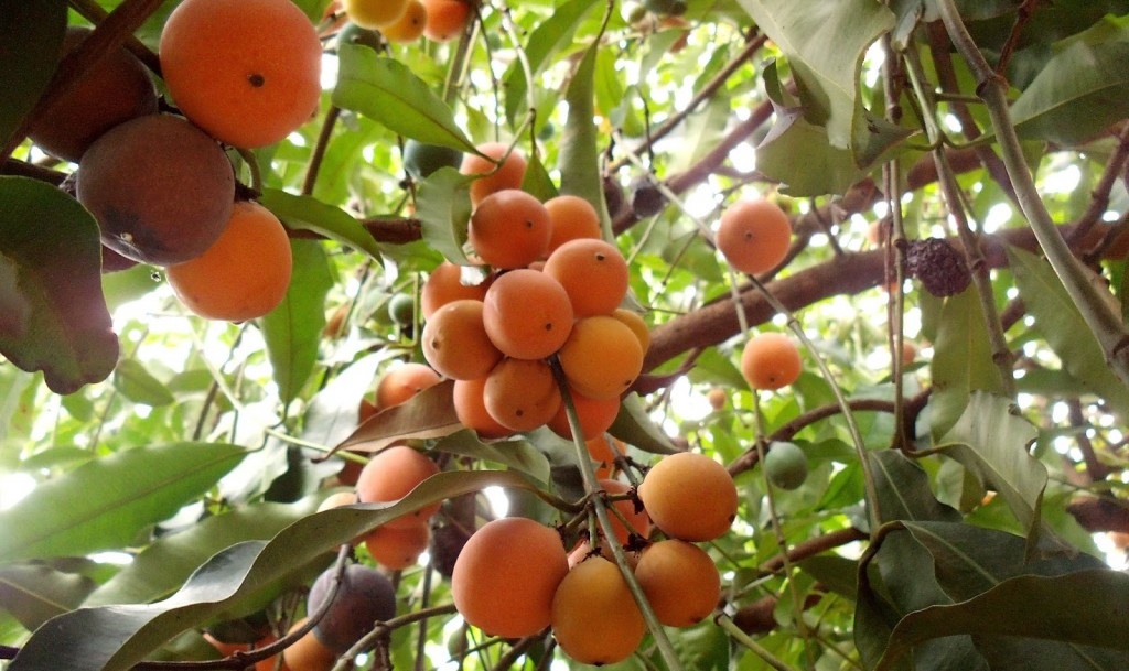 Bacupari fruta: 25 benefícios, informação nutricional e malefícios
