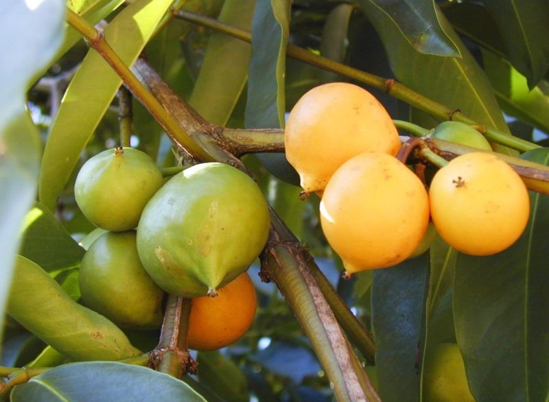Bacupari fruta: 25 benefícios, informação nutricional e malefícios
