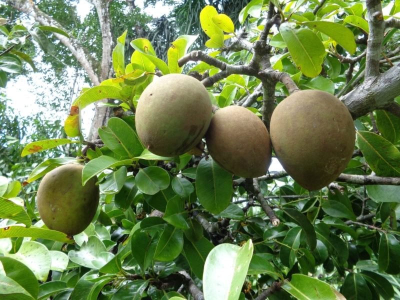 Benefícios do Suco de Bacuri