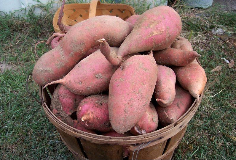 Batata doce: 40 benefícios, informação nutricional e malefícios