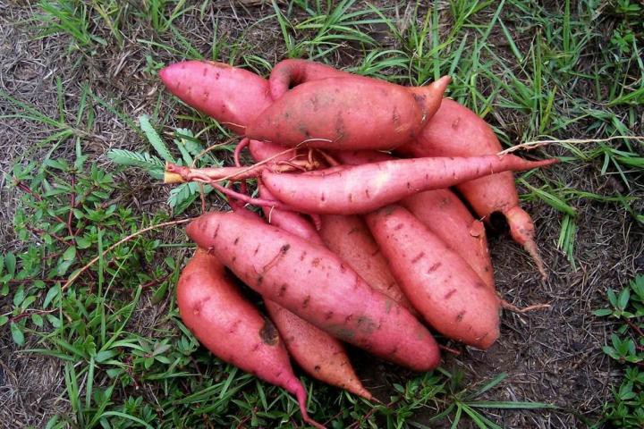 Batata doce: 40 benefícios, informação nutricional e malefícios