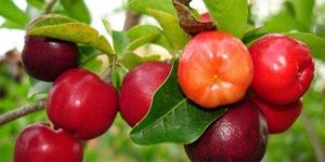 beneficio da acerola