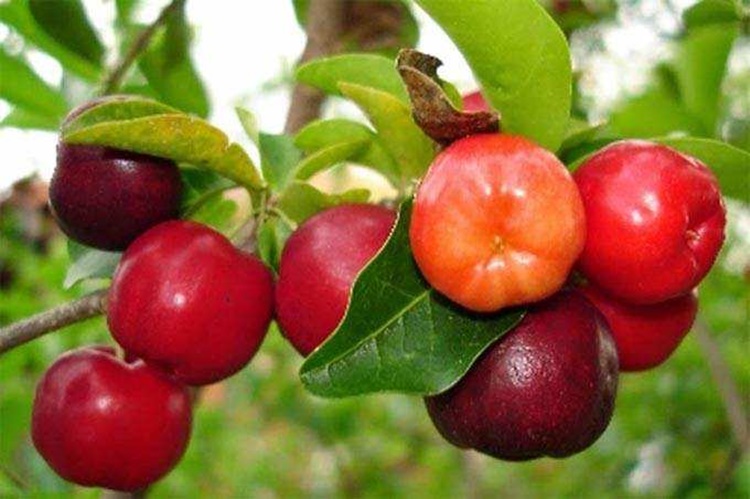 beneficio da acerola