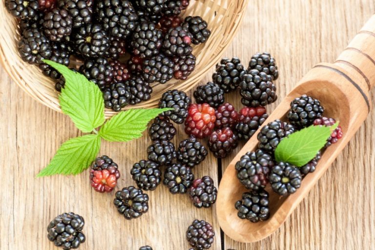 Amora Fruta: 21 benefícios, tipos, informação nutricional e malefícios ...