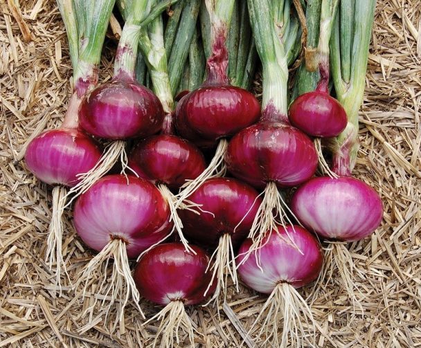 Cebola Roxa: 40 benefícios, informação nutricional e malefícios | Dr. Saúde