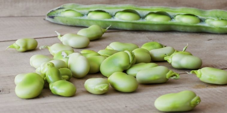 Fava: 40 benefícios, informação nutricional e malefícios | Dr. Saúde