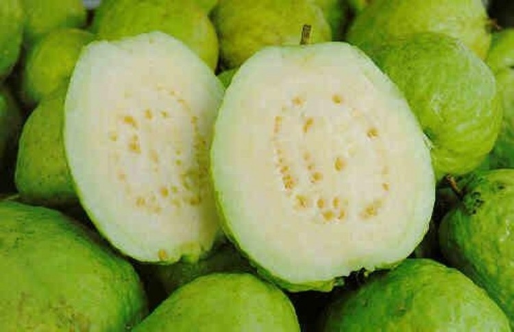 Goiaba Branca fruta: 40 benefícios, informação nutricional e consumo