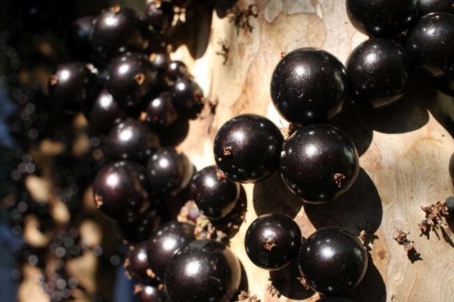 Jabuticaba fruta: 40 benefícios, informação nutricional e malefícios