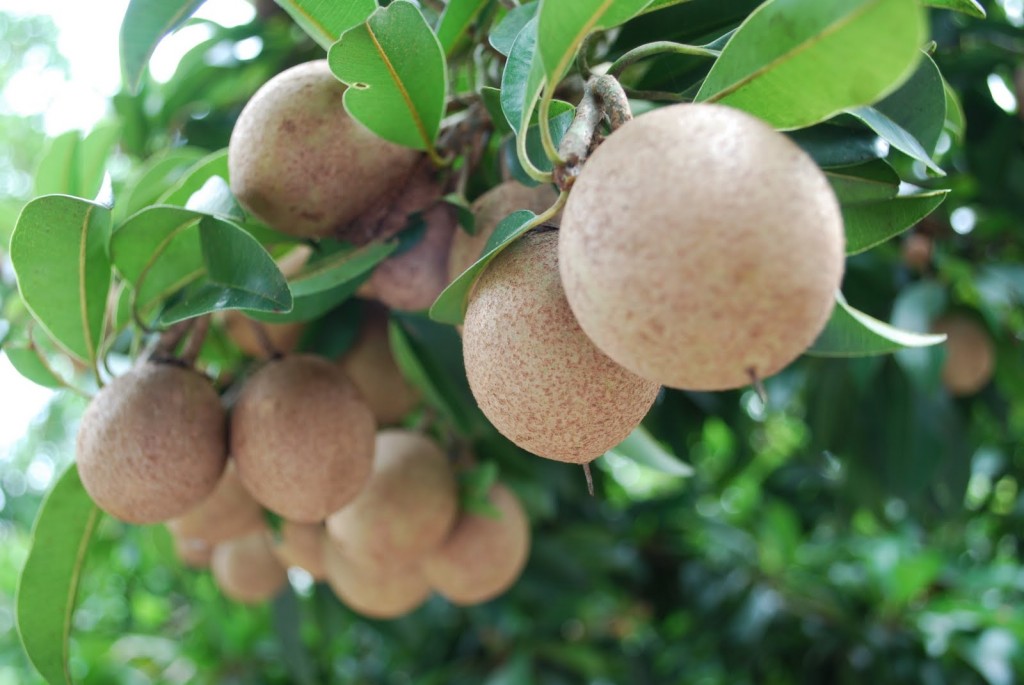 Sapota fruta: 30 benefícios, informação nutricional e malefícios