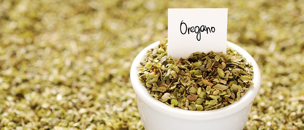 beneficio do Oregano