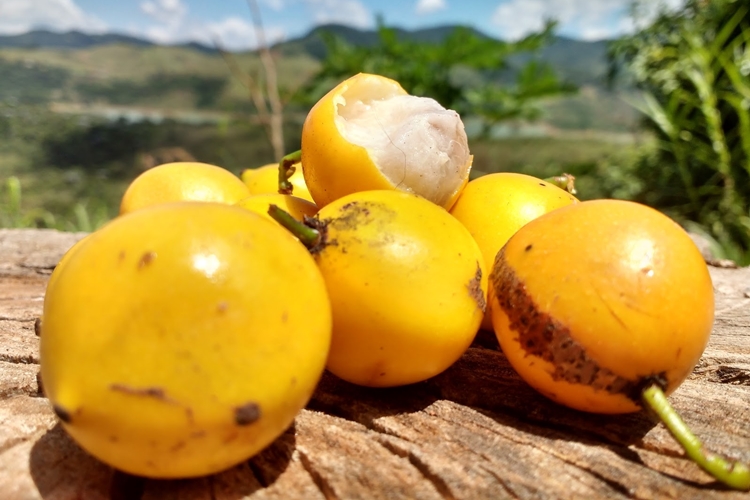 Bacupari fruta: 32 benefícios, informação nutricional e malefícios