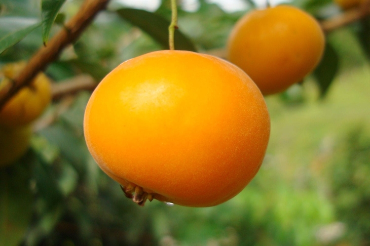 Cambucá fruta: 30 benefícios, informação nutricional e malefícios