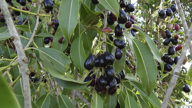 Jambolão fruta: 25 benefícios, informação nutricional e malefícios