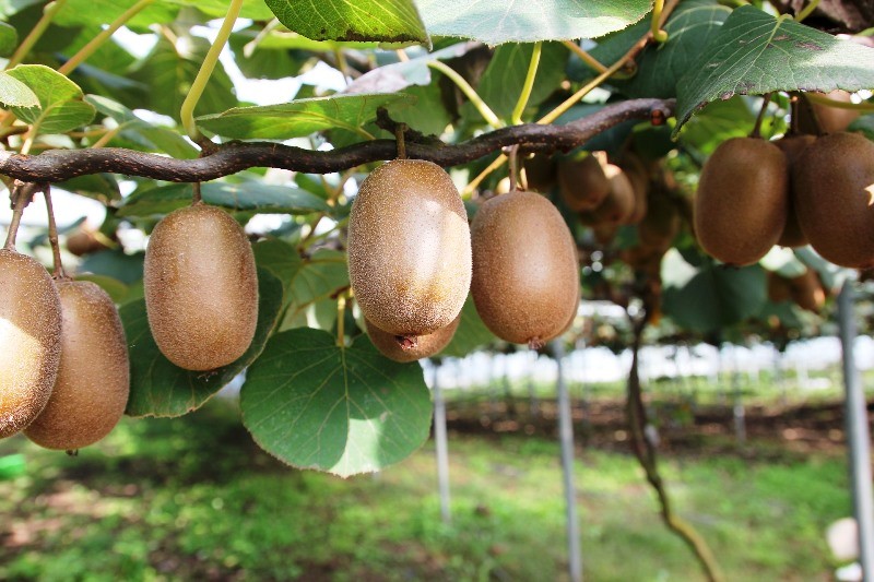 Kiwi fruta: 40 benefícios, informação nutricional e malefícios