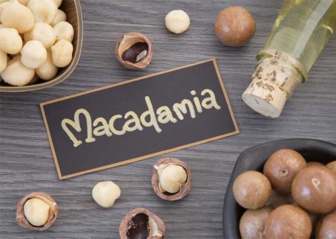 Macadâmia fruto: 46 benefícios, informação nutricional e malefícios