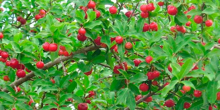 beneficios da acerola