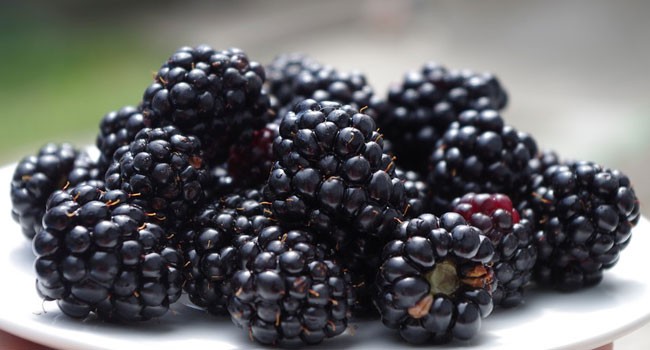 Amora Preta fruta: 40 benefícios e informação nutricional 