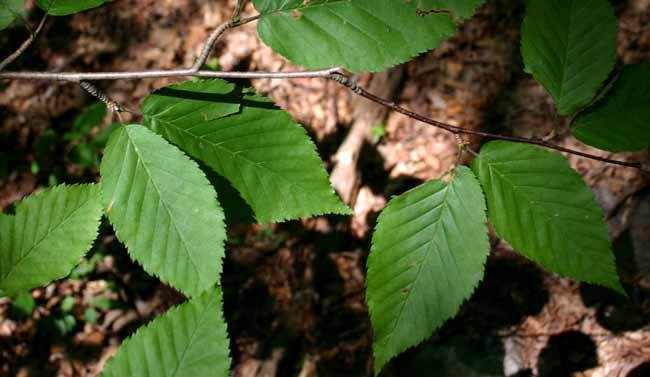 beneficios da betula