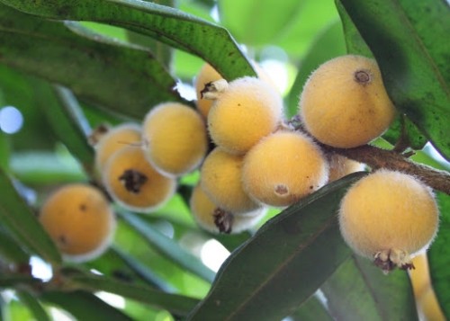 Cabeludinha fruta: 30 benefícios, informação nutricional e malefícios