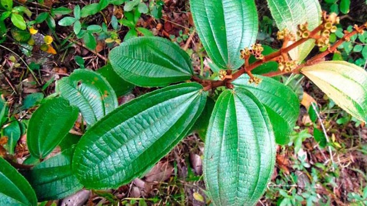 beneficios da canela de velho