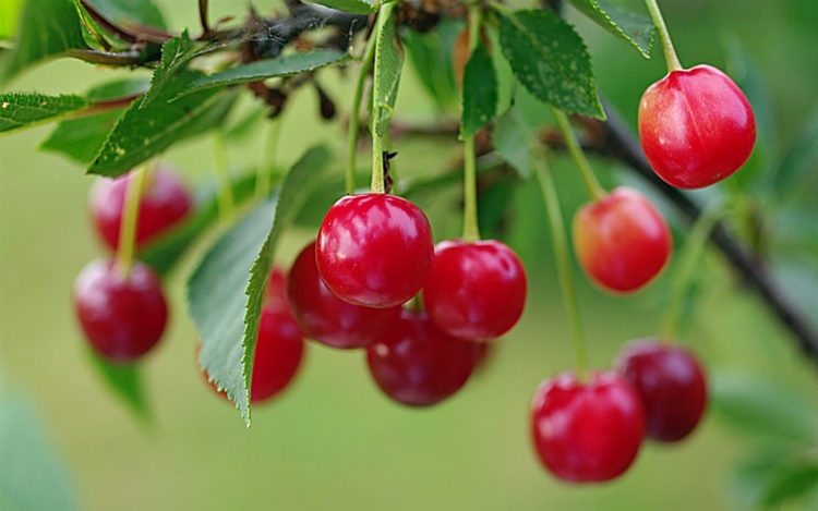 Cereja fruta: 45 benefícios, informação nutricional e malefícios