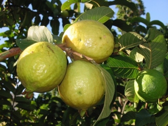 Goiaba fruta: 40 benefícios, informação nutricional e malefícios