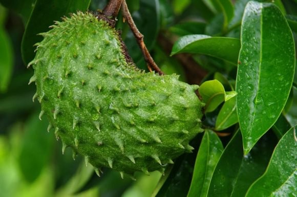 Graviola fruta: 40 benefícios, informação nutricional e malefícios