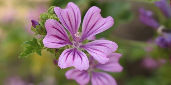 beneficios da malva