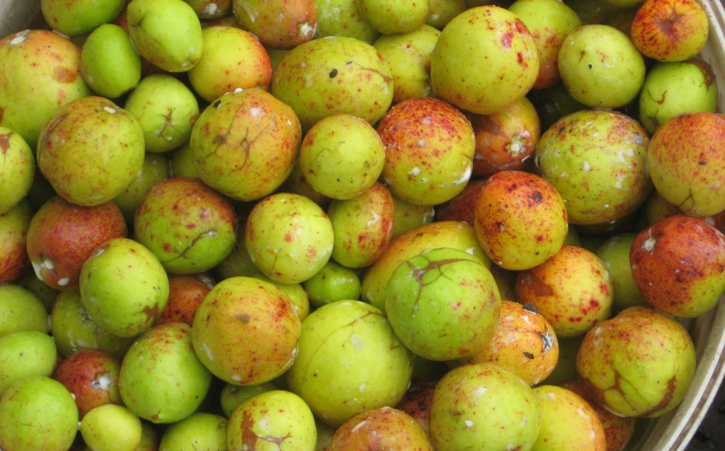 Mangaba fruta: 30 benefícios, informação nutricional e malefícios