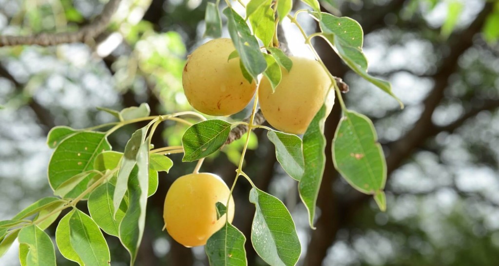 beneficios da marula