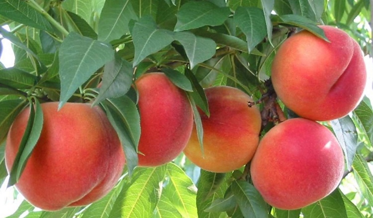 Nectarina fruta: 32 benefícios, informação nutricional e usos