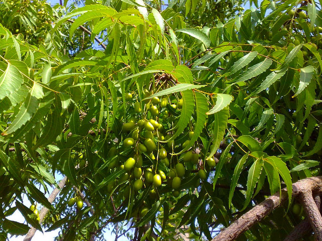 Benefícios do Neem