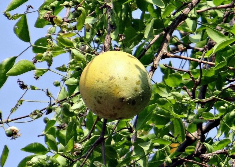 Bael fruta: 30 benefícios, informação nutricional e malefícios