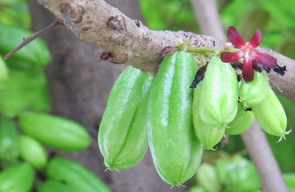 Bilimbi fruta: 25 benefícios, informação nutricional e malefícios