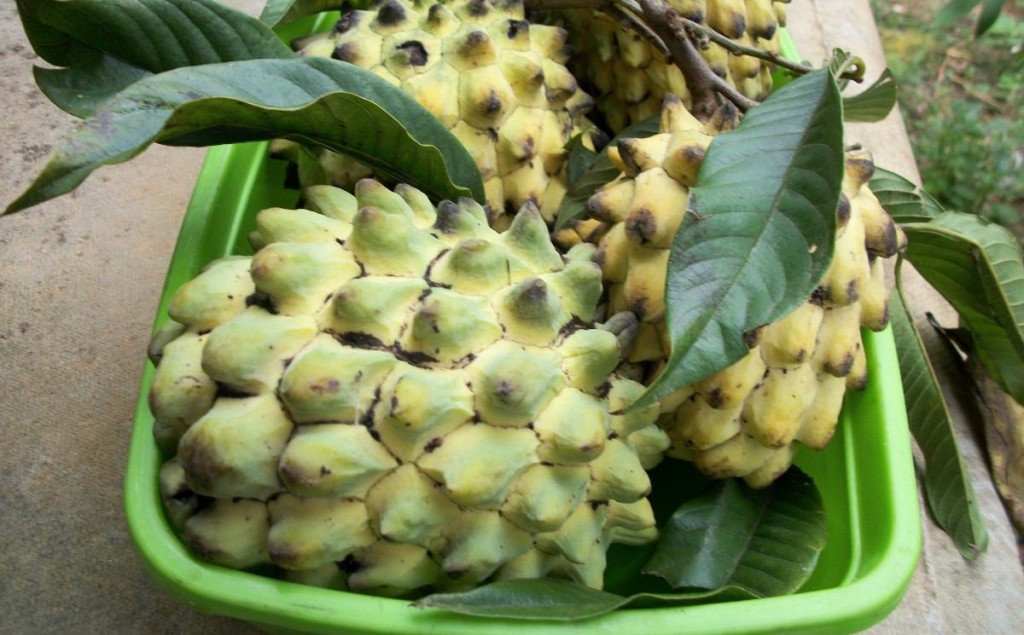 Biribá fruta: 30 benefícios e informação nutricional 