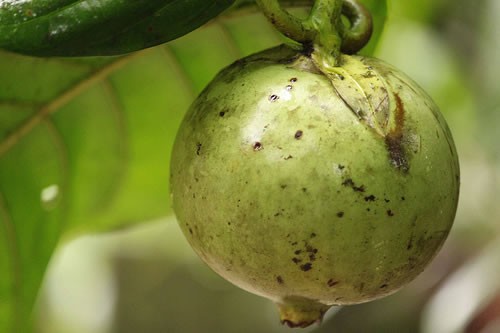 Borojoa fruta: 30 benefícios, informação nutricional e malefícios