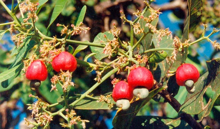 Cajuí fruta: 20 benefícios, informação nutricional e malefícios